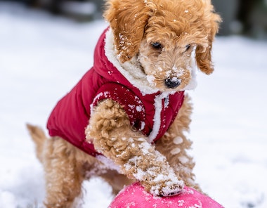 a dog wearing a red cloth