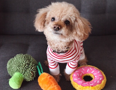 a dog wearing a red cloth