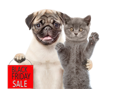 a dog wearing a red cloth